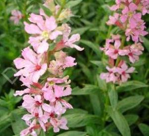 Lythrum salicaria 'Blush'