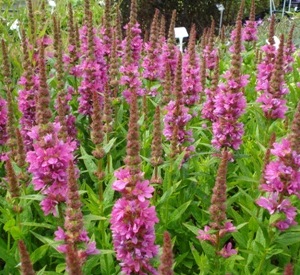 Lythrum salicaria 'Robert'