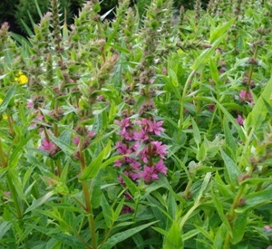 Lythrum salicaria 'Zigeunerblut'