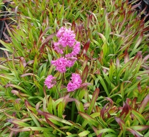 Lychnis viscaria 'Plena'