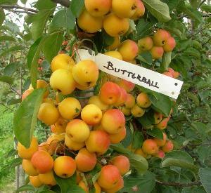 Malus 'Butterball'