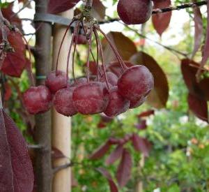 Malus 'Courtarou'