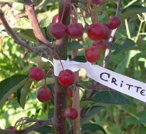 Malus 'Crittenden'