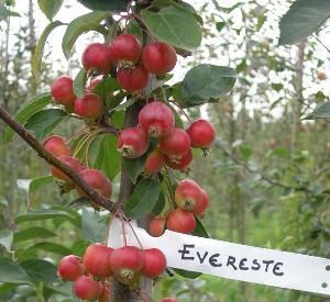 Malus 'Evereste'