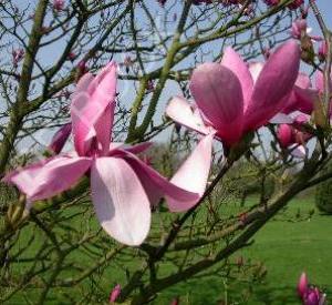 Magnolia 'Galaxy'