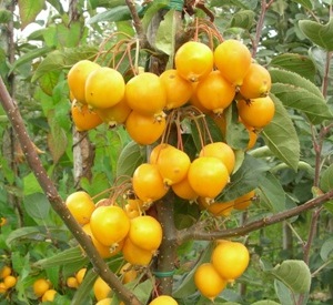 Malus 'Golden Hornet'