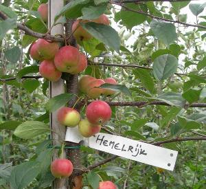 Malus 'Hemelrijk'