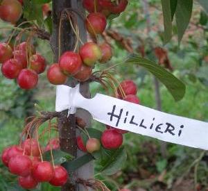 Malus 'Hillieri'