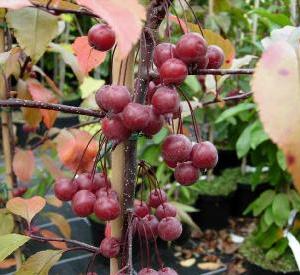 Malus 'Prairiefire'