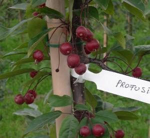 Malus 'Profusion'