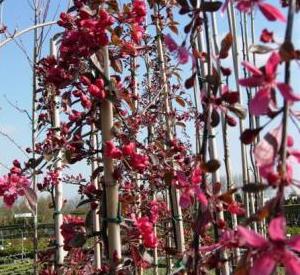 Malus 'Royal Beauty'