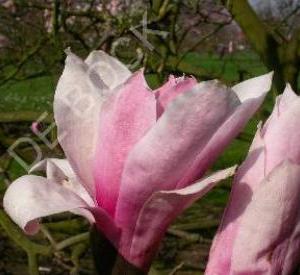 Magnolia 'Royal Crown'