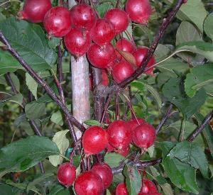 Malus 'Red Obelisk'