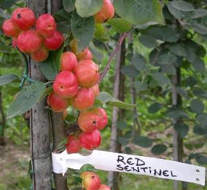 Malus 'Red Sentinel'