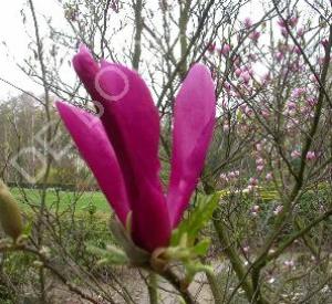 Magnolia 'Susan'