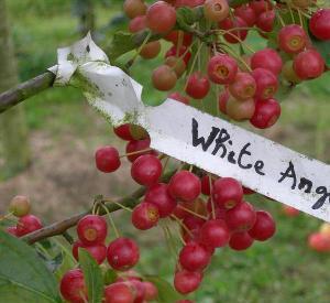 Malus 'White Angel'