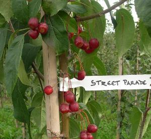 Malus baccata 'Street Parade'