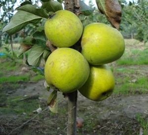 Malus domestica 'Ananas Reinette'