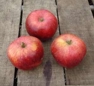 Malus domestica 'Ballerina Mr. Frans'