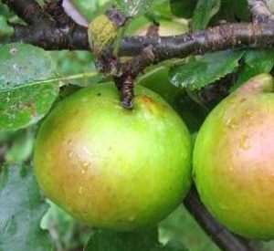 Malus domestica 'Bramley's Seedling'