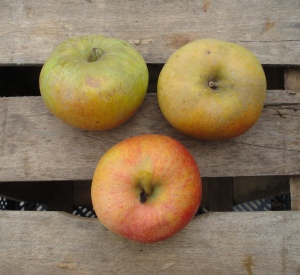 Malus domestica 'Court Pendu Rouge'