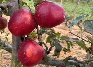 Malus domestica 'Cobo'