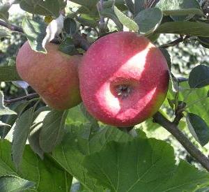 Malus domestica 'Court Pendu'