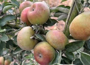 Malus domestica 'Court Pendu Rosat'