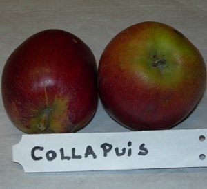 Malus domestica 'Colapuy'