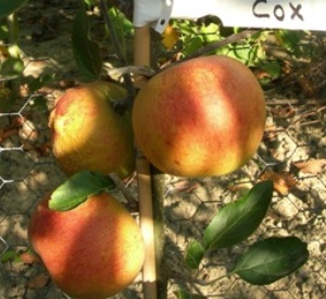 Malus domestica 'Cox's Orange Pippin'