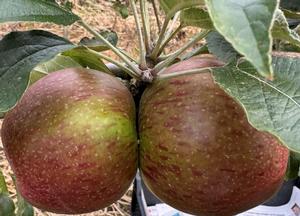 Malus domestica 'Eisdener Klumpke'