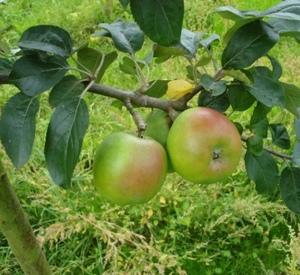 Malus domestica 'Essing'