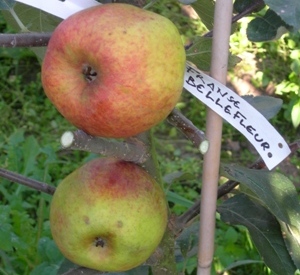 Malus domestica 'Franse Bellefleur'