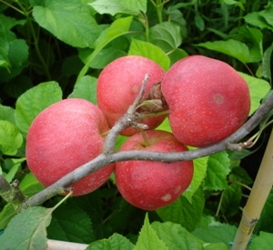 Malus domestica 'Gala'
