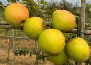 Malus domestica 'Golden Delicious'