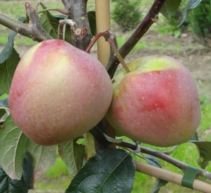 Malus domestica 'Gloster'