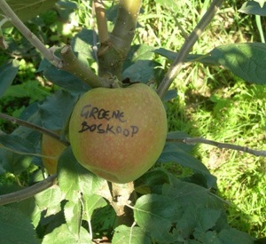 Malus domestica 'Groene Boskoop'