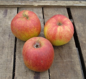 Malus domestica 'Grenadier'