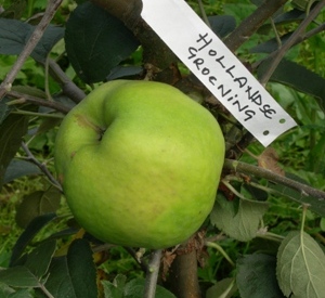 Malus domestica 'Hollandse Groening'