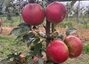 Malus domestica 'Idared'