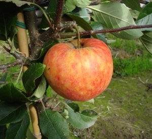 Malus domestica 'James Grieve'