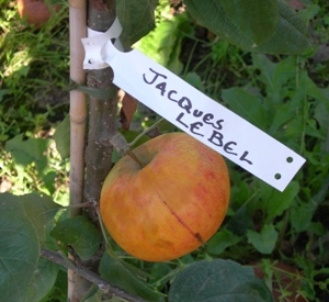 Malus domestica 'Jacques Lebel'