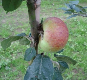 Malus domestica 'Joseph Mush'