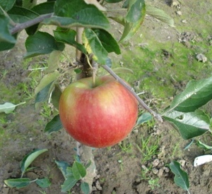 Malus domestica 'Jonagold'