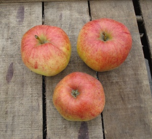 Malus domestica 'Jonagored'