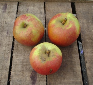 Malus domestica 'Kaiser Wilhelm'