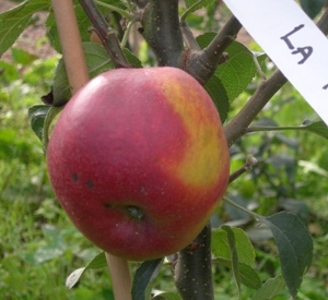 Malus domestica 'La Paix'