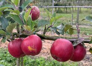 Malus domestica 'Melrose'