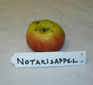 Malus domestica 'Notarisappel'