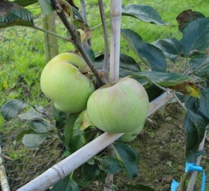 Malus domestica 'President van Dievoet'